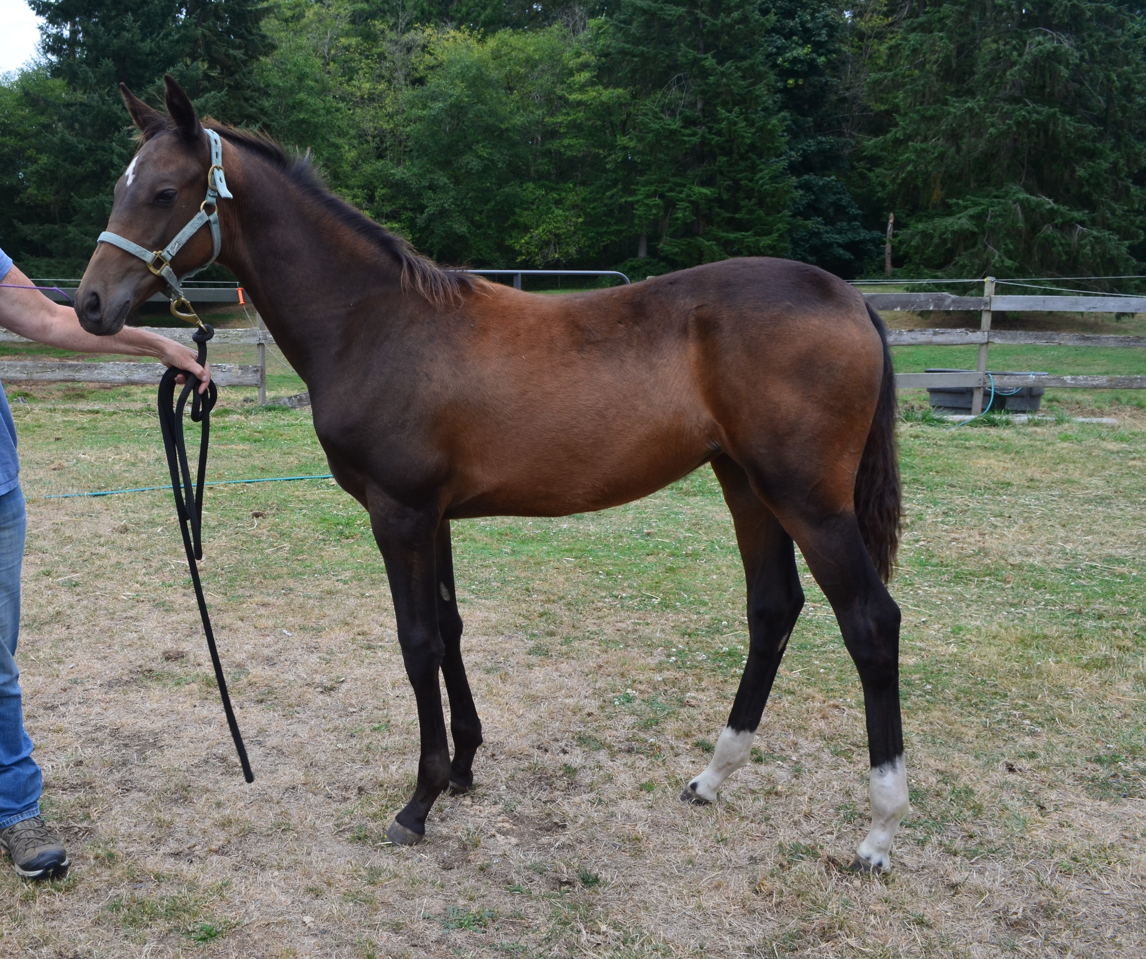 Horses for Sale Cascade Gold AkhalTekes